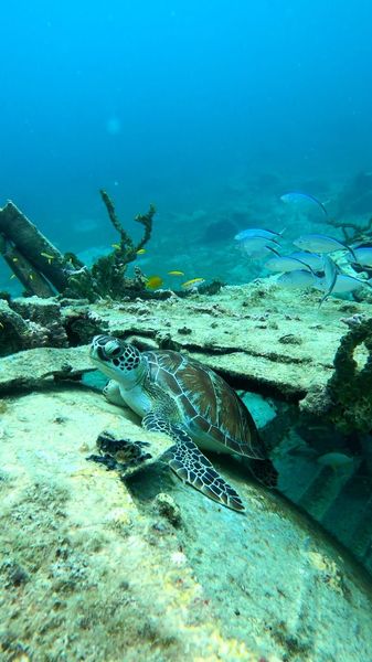 Sea turtle emerging from the sunken submarine at Little Bay, St. Maarten